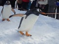 Penguins walk in winter Royalty Free Stock Photo