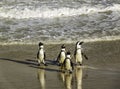 Penguins walking clumsily at Boulder`s Beach