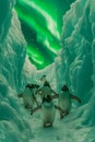 Penguins Walking Through a Snowy Crevice Under the Northern Lights Aurora Borealis