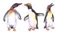 Penguins watercolor isolated on white background