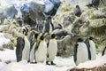 Penguins wildlife animal antartica grop