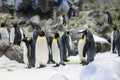 Penguins wildlife animal antartica grop