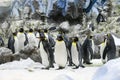 Penguins wildlife animal antartica grop