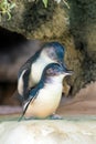 Penguins in the wildlife park in Perth Royalty Free Stock Photo