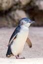 Penguins in the wildlife park in Perth Royalty Free Stock Photo