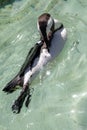 Penguins in Wilhelma zoo natural park in the city of Stuttgart, Germany Royalty Free Stock Photo