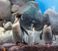 Penguins