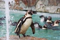 Penguins Zoo Royalty Free Stock Photo