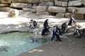 Penguins Zoo Royalty Free Stock Photo