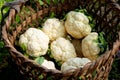 Pengzhou, China: Basket of Harvest Cauliflowers Royalty Free Stock Photo