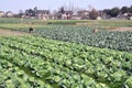 Pengzhou, China: Cabbages on Sichuan Farm