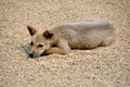 Pengzhou, China: Dog Lying on Drying Rice Royalty Free Stock Photo