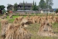 Pengzhou, China: Drying Rice Stalks & Temple Royalty Free Stock Photo
