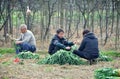 Pengzhou, China: Family Harvesting Green Onions