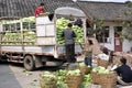 Pengzhou, China: Family Loading Cabbages