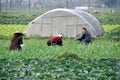 Pengzhou, China: Family Working in Field