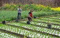 Pengzhou, China: Farm Couple Working in Field