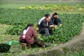 Pengzhou, China: Farm Family Working in Field Royalty Free Stock Photo