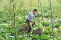 Pengzhou, China: Farmer with Baskets of Cabbages Royalty Free Stock Photo