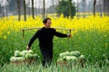 Pengzhou, China: Farmer with Cabbages Royalty Free Stock Photo