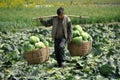 Pengzhou, China: Farmer Carrying Cabbages Royalty Free Stock Photo