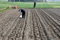 Pengzhou, China: Farmer Planting Potatoes Royalty Free Stock Photo