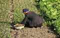 Pengzhou, China: Farmer Planting Spinach Royalty Free Stock Photo