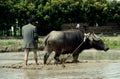 Pengzhou, China: Farmer Plowing with Water Buffalo Royalty Free Stock Photo