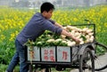 Pengzhou, China: Farmer with Radishes