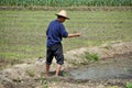 Pengzhou, China: Farmer Sewing Rice Seeds