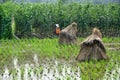 Pengzhou, China: Farmer Spraying Beans