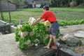 Pengzhou, China: Farmer Stacking Celery