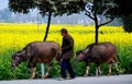 Pengzhou, China: Farmer Walking Water Buffalo