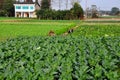 Pengzhou, China: Farmer Working in Field Royalty Free Stock Photo