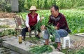 Pengzhou, China: Farmers Bundling Garlic Plants Royalty Free Stock Photo