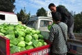 Pengzhou, China: Farmers with Cabbages Royalty Free Stock Photo