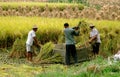 Pengzhou, China: Farmers Harvesting Rice Royalty Free Stock Photo