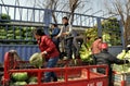 Pengzhou, China: Farmers Loading Cabbages Royalty Free Stock Photo