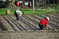 Pengzhou, China: Farmers Planting Garlic Royalty Free Stock Photo