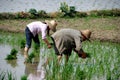 Pengzhou, China: Farmers Planting Rice Royalty Free Stock Photo