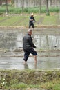 Pengzhou, China: Farmers Planting Rice Royalty Free Stock Photo