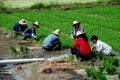 Pengzhou, China: Farmers Planting Rice Royalty Free Stock Photo