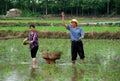 Pengzhou, China: Farmers Planting Rice Royalty Free Stock Photo