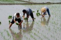 Pengzhou, China: Farmers Planting Rice Royalty Free Stock Photo