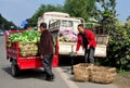 Pengzhou, China: Farmers Unloading Cabbages Royalty Free Stock Photo