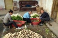 Pengzhou, China: Farmers Washing Radishes