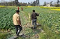 Pengzhou, China: Farmers Working in Field Royalty Free Stock Photo