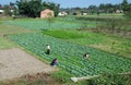 Pengzhou, China: Farmers Working Fields Royalty Free Stock Photo