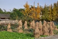 Pengzhou, China: Field of Drying Rice Stalks