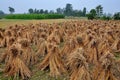 Pengzhou, China: Field of Drying Rice Stalks